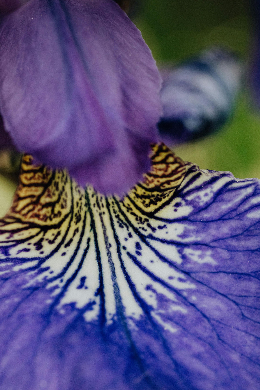 Orris Root, and the Beauty of Slow Things – M Hainey